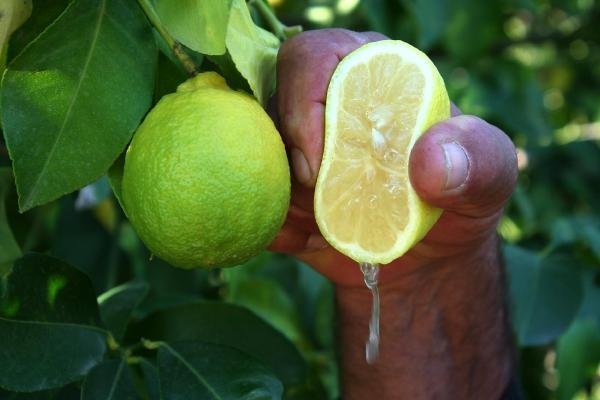 Limonun fiyatı yüzde 50 arttı