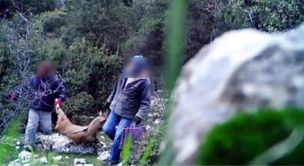 Yaban keçisini vuran avcılar fotokapana yakalandı