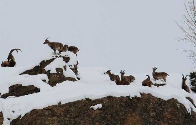 Dağ keçileri vadilere inmeye başladı