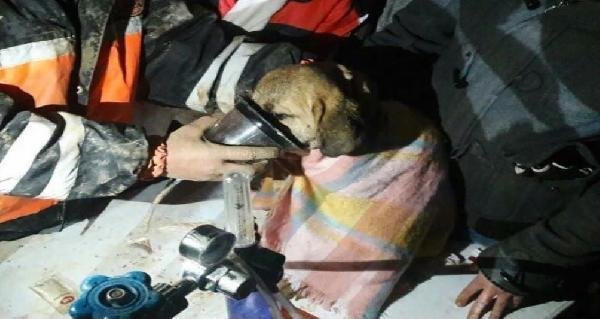 Kuyuya düşen köpek 10 gün sonra kurtarıldı