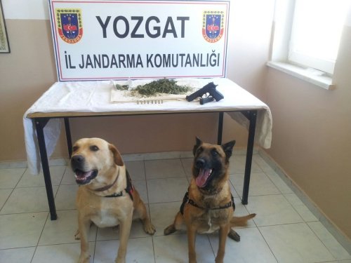 Jandarmanın operasyonlardaki en büyük yardımcısı narkotik köpeği Has